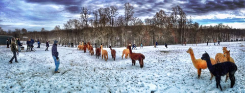 This Mountaintop Alpaca Farm Hiding In Virginia Will Delight You In Every Way