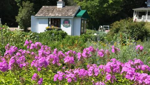 The Dreamy Flower Farm In Michigan You'll Want To Visit This Spring