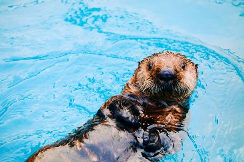 Explore This One-Of-A-Kind Aquarium In Alaska The Whole Family Will Love