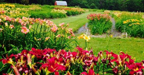 Make Spring Special With These 8 Farms In New Hampshire Where You Can Cut Your Own Flowers