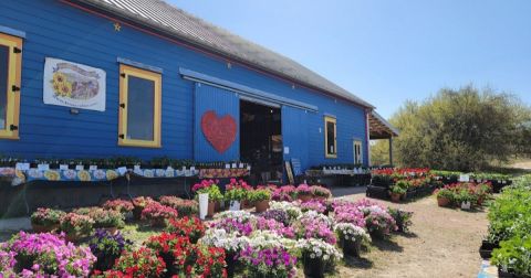 The Dreamy Wildflower Farm Near Austin You'll Want To Visit This Spring