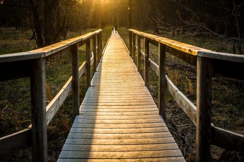 This Hidden Boardwalk Hike Through Virginia Will Take You On An Unforgettable Adventure