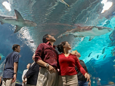 Explore This One-Of-A-Kind Aquarium In Kentucky The Whole Family Will Love