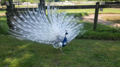 You're Sure To Love A Visit To This Menagerie In Kentucky That Rescues Exotic Animals