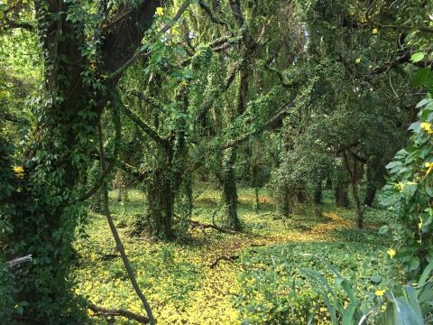 You Can't Deny The Beauty Of This Secret Forest Trail That Leads To One Of Hawaii's Prettiest Bays