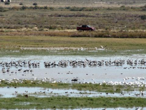 This Breathtaking Site In New Mexico Is The Best Place To Watch Wildlife Roam