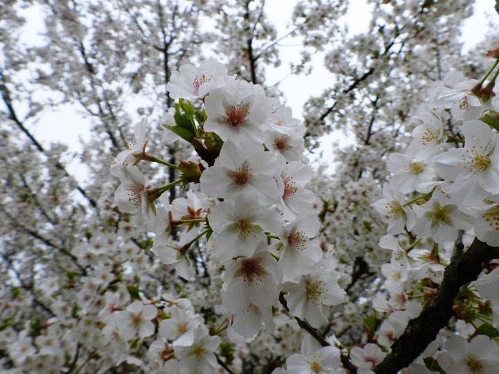 cherry blossoms in Washington, D.C.