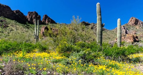 This Easy Wildflower Hike In Arizona Will Transport You Into A Sea Of Color