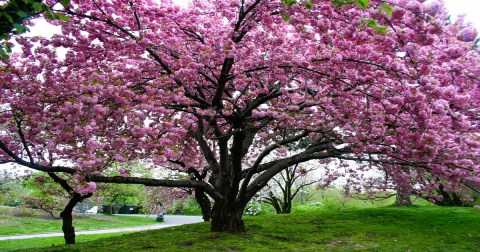 This Hidden Corner Of Washington D.C. Is Filled With Blooming Cherry Blossoms