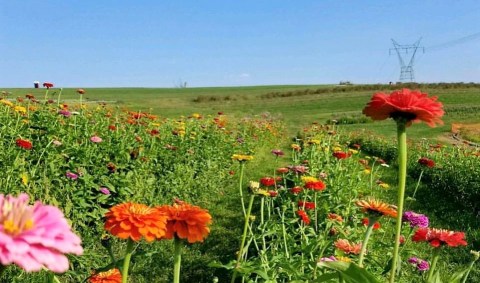 The Dreamy Flower Farm Near Pittsburgh You'll Want To Visit This Spring