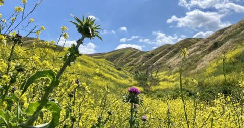 It's Impossible Not To Love This Breathtaking Wild Flower Trail In Southern California