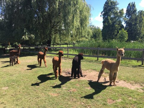 Visit This Michigan Alpaca Farm For A Fun And Fuzzy Adventure