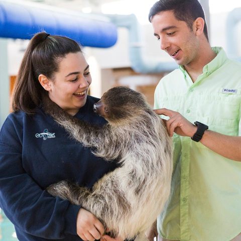 The One Place In Arizona Where You Can Have An Up Close Encounter With A Sloth