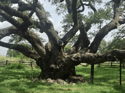 Take In The Beauty Of Texas’s 1,000-Year-Old-Tree At Goose Island State Park