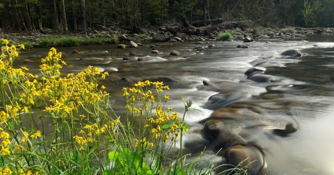 The 8 Best And Most Beautiful Places To See Wildflowers In Tennessee This Spring