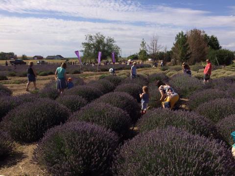 Get Lost In This Beautiful 11-Acre Lavender Farm In Idaho