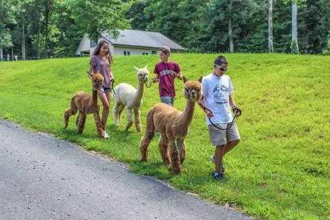 Visit This New Jersey Alpaca Farm For A Fun And Fuzzy Adventure