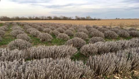 Visit This Lavender Farm In Nebraska For That Beautiful Scenic Experience You Crave