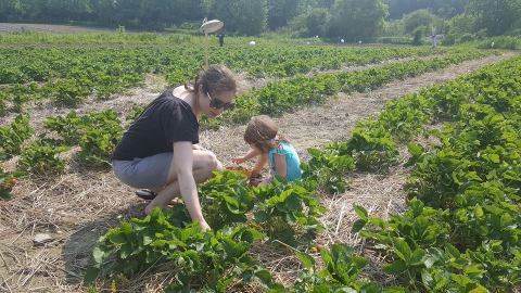 Take The Whole Family On A Day Trip To This Pick-Your-Own Strawberry Farm In Vermont