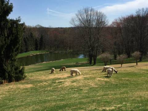 There's A Cozy Cabin On This Alpaca Ranch Near Pittsburgh And You Simply Have To Visit