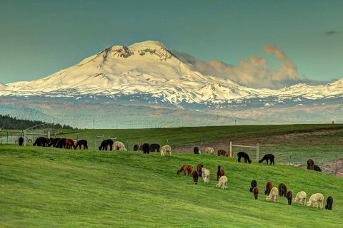 There's A Bed and Breakfast On This Alpaca Farm In Oregon And You Simply Have To Visit