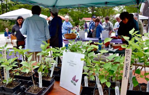 New Hampshire's Annual Lilac Festival Belongs On Your Springtime Bucket List