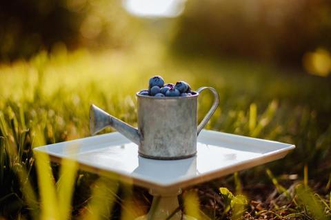 This 30-Acre U-Pick Berry Farm In Missouri Is The Perfect Way To Spend An Afternoon