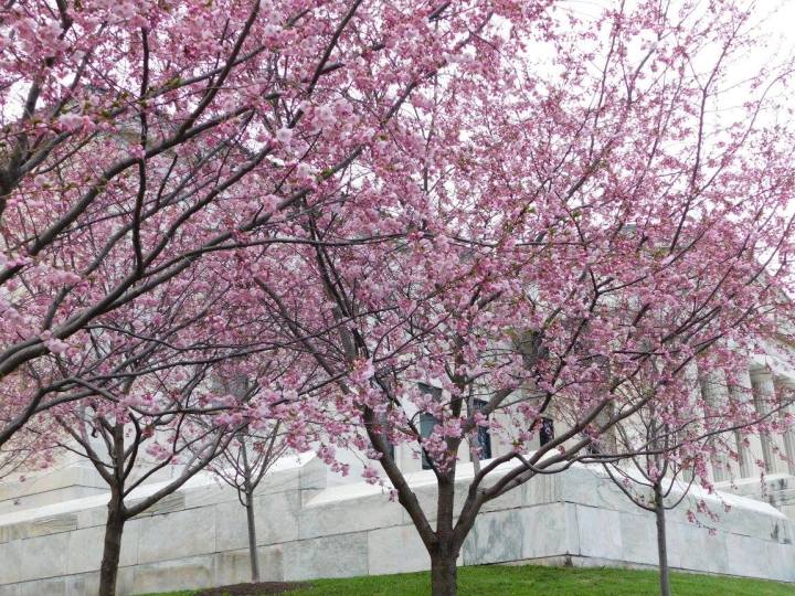 Buffalo Cherry Blossom Festival