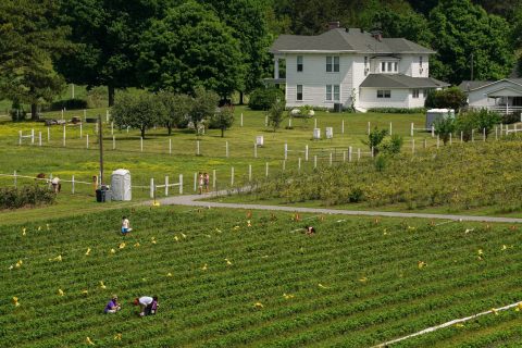 This One-Of-A-Kind Strawberry Farm In Tennessee Serves Up Fresh Homemade Cake To Die For