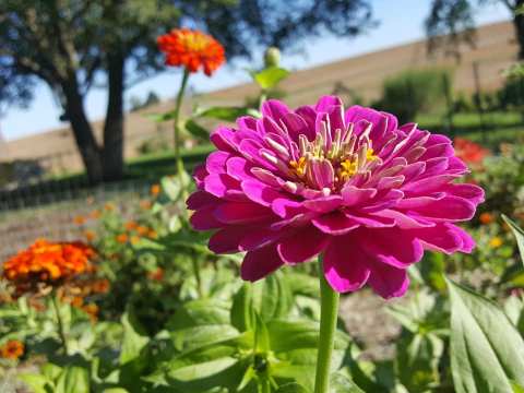 Spend The Afternoon At This U-Pick Flower Farm In Iowa That Has More Than 10,000 Blooms