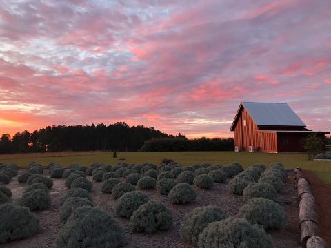 The Enchanting Herb Farm In Georgia That Feels Like A Fairy Tale Come To Life