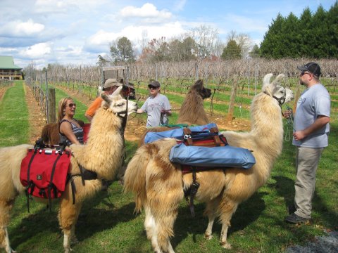 Go Hiking With Llamas In North Carolina For An Adventure Unlike Any Other