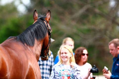 6 Horse Farm Tours In Kentucky That Are Perfectly Enchanting