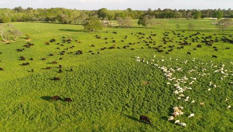 The Multigenerational Family Farm In Georgia Is The Perfect Place To Relax & Unwind