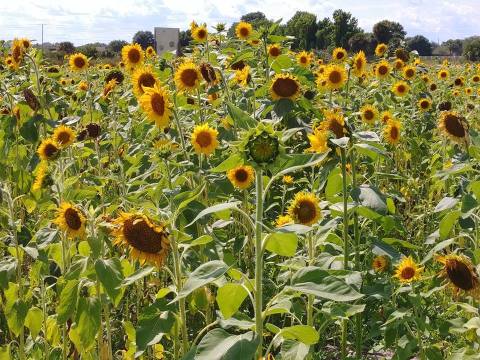 Sledd's U-Pick Farm In Florida Is The Happiest Way To Spend A Day