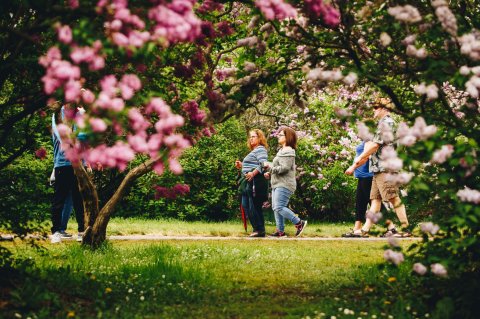 The Lilac Festival Near Buffalo That’s Unlike Any Other