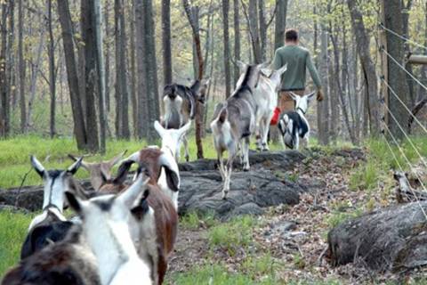 There's A Bed and Breakfast On This Goat Farm In Vermont And You Simply Have To Visit