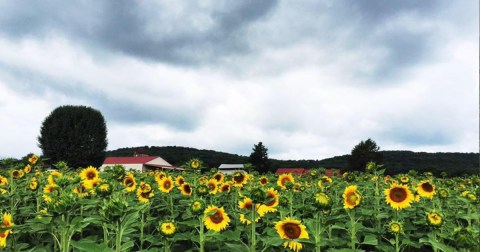 Get Lost In This Beautiful Sunflower Farm Near Nashville