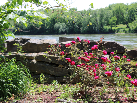 The Ruins Of Bentonsport Mill In Iowa Are Hiding A Splendid Rose Garden