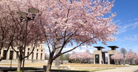 Nashville's Cherry Blossom Festival Is The Most Beautiful Way To Celebrate Spring