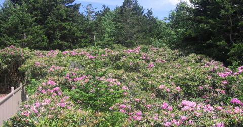 These 7 Magical Tennessee Trails Are Known For Beautiful Wildflowers