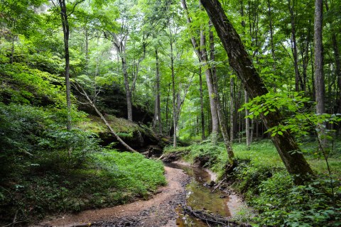 The Hike To This Little-Known Illinois Waterfall Is Short And Sweet