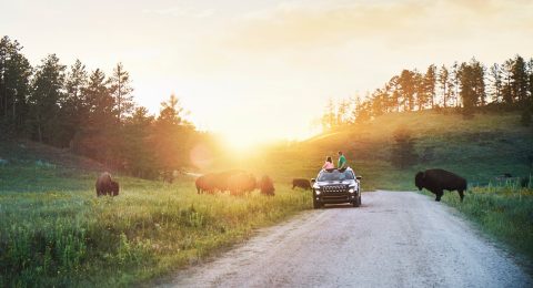 This Is The One U.S. Park Where You Can Spot Majestic Herds Of Bison