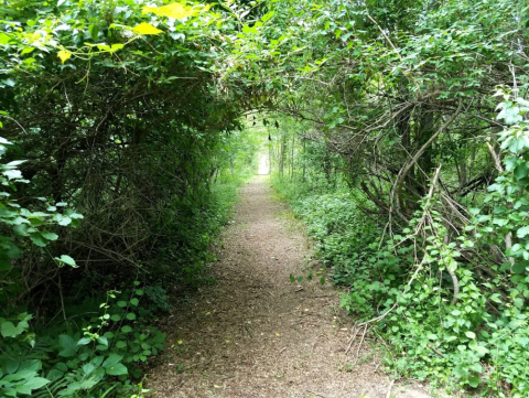 The Secret Garden Hike Near Detroit Will Make You Feel Like You’re In A Fairytale