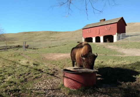 Visit This Outrageously Fun Family Park In Wyoming To Hang Out With Bison And Elk