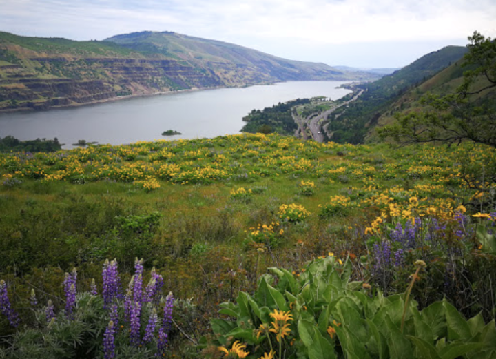 Wildflowers In Oregon