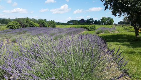 Get Lost In This Beautiful 15-Acre Lavender Farm Near Buffalo