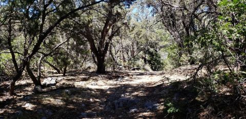 This Lovely Hike Through A Nevada Forest Leads You Straight To An Abandoned Mine Shaft