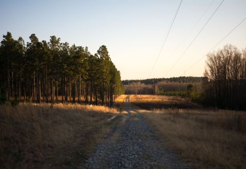 The Secret Pine Forest In Georgia With A Hike That Will Blow You Away