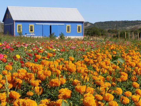 Get Lost In This Beautiful 20-Acre Wildflower Farm In Texas